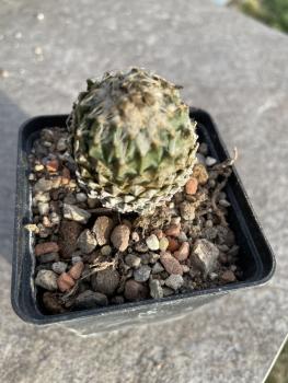 Encephalocarpus strobiliformis